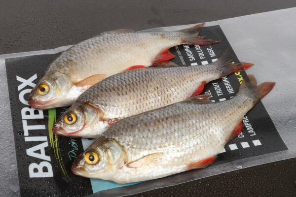 Bait Box Coarse Fish 6 To 7 inch Roach 3 Pack