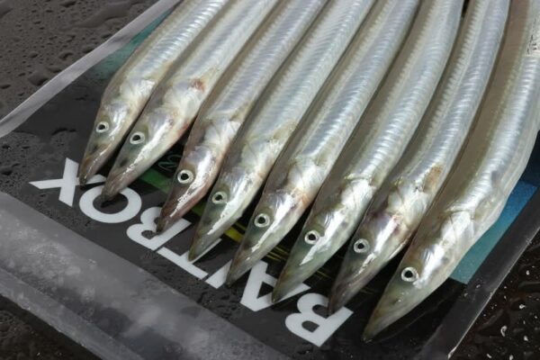 Bait Box Sandeel Large X8