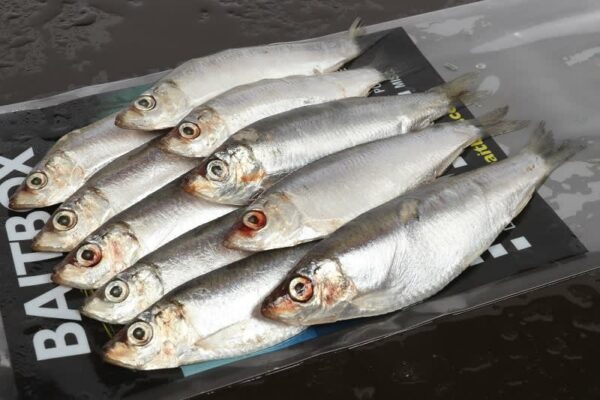 Bait Box Sprat Frozen
