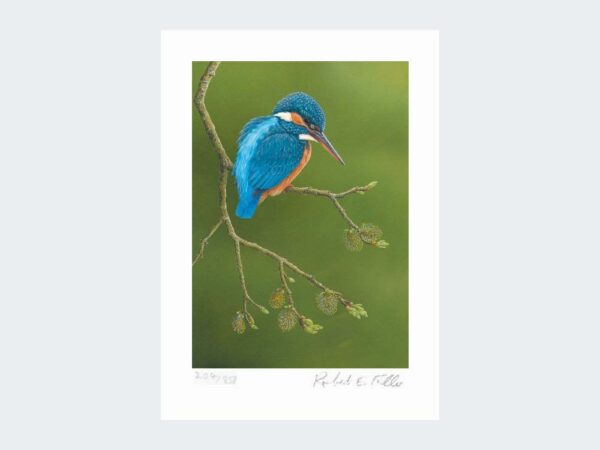 Greetings Card 5x7 Colourful Kingfisher