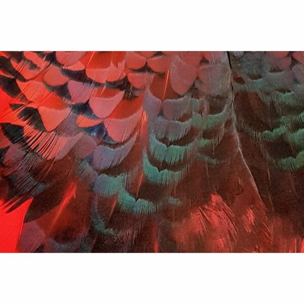 Pheasabou - Image 8