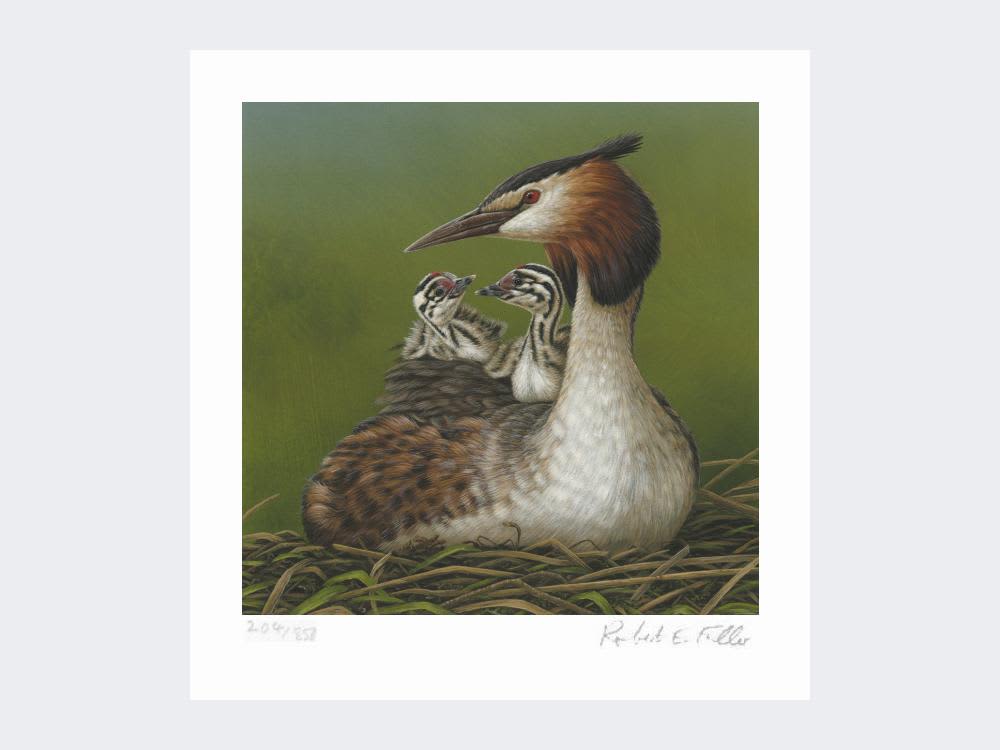 Greetings Card Great Crested Grebe and Chicks - Fawcetts Online