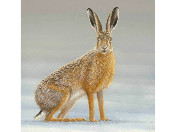 Greetings Card 6x6 Hare Watch