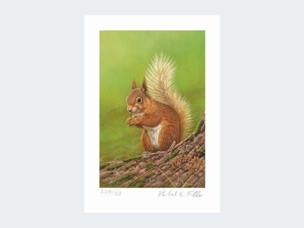 Greetings Card Squirrel of Aviemore