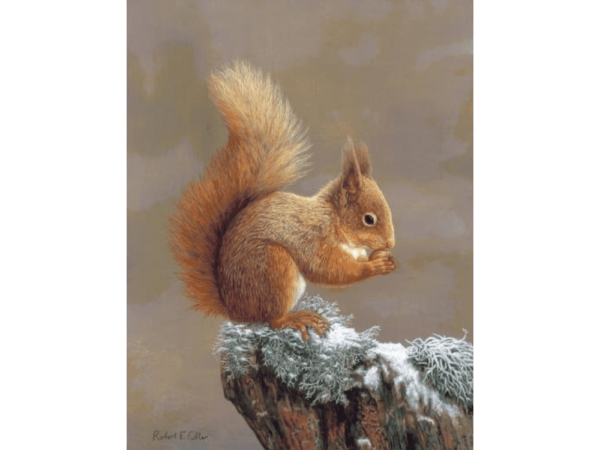 Greetings Card Christmas Pack of 5 Squirrel Nutkin