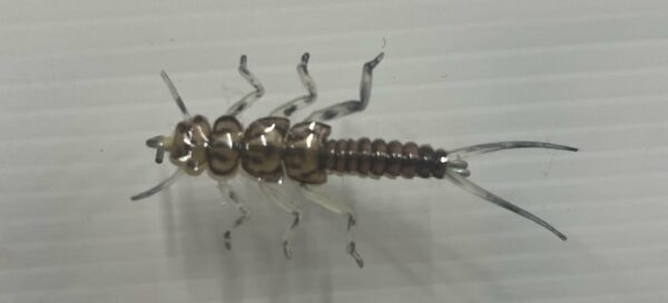 Hemingway Pin On Stonefly Badge