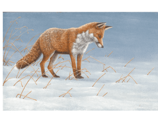 Greetings Card Christmas Fox A Mousing Pack of 5