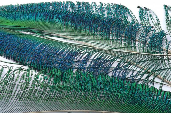 Peacock Sword Tails