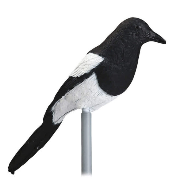 Stepland Magpie