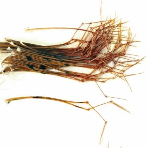 Daddy Legs (Pheasant)