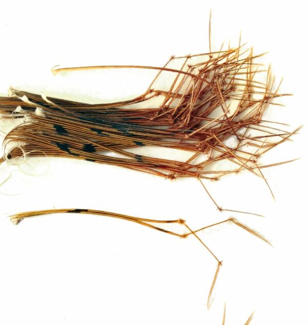 Daddy Legs (Pheasant)