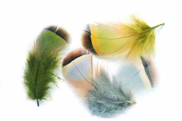 French Partridge Hackle
