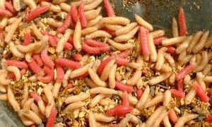 Maggots