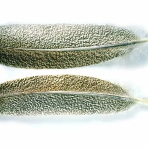 Mottled Turkey Quills No2