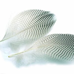 Teal Duck Flank L/M/S