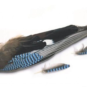Jay Wing Hackles