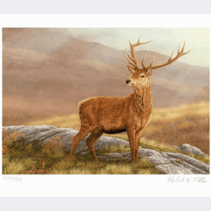 Greetings Card 6x6 Red Stag