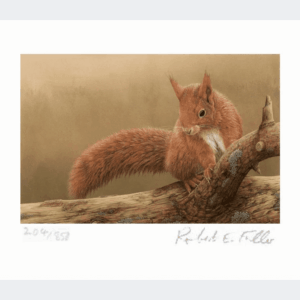 Greetings Card Squirrel of Formby