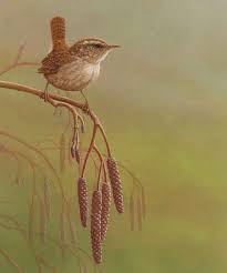 Greetings Card 5x7 Wren on Catkins
