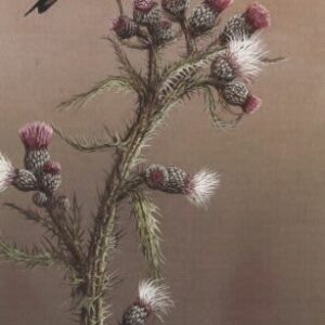 Greetings Card Goldfinch on Thistle