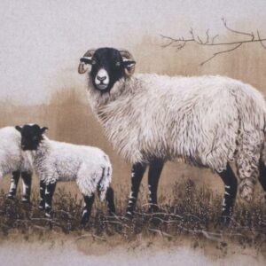 Greetings Card Sheep and Lambs